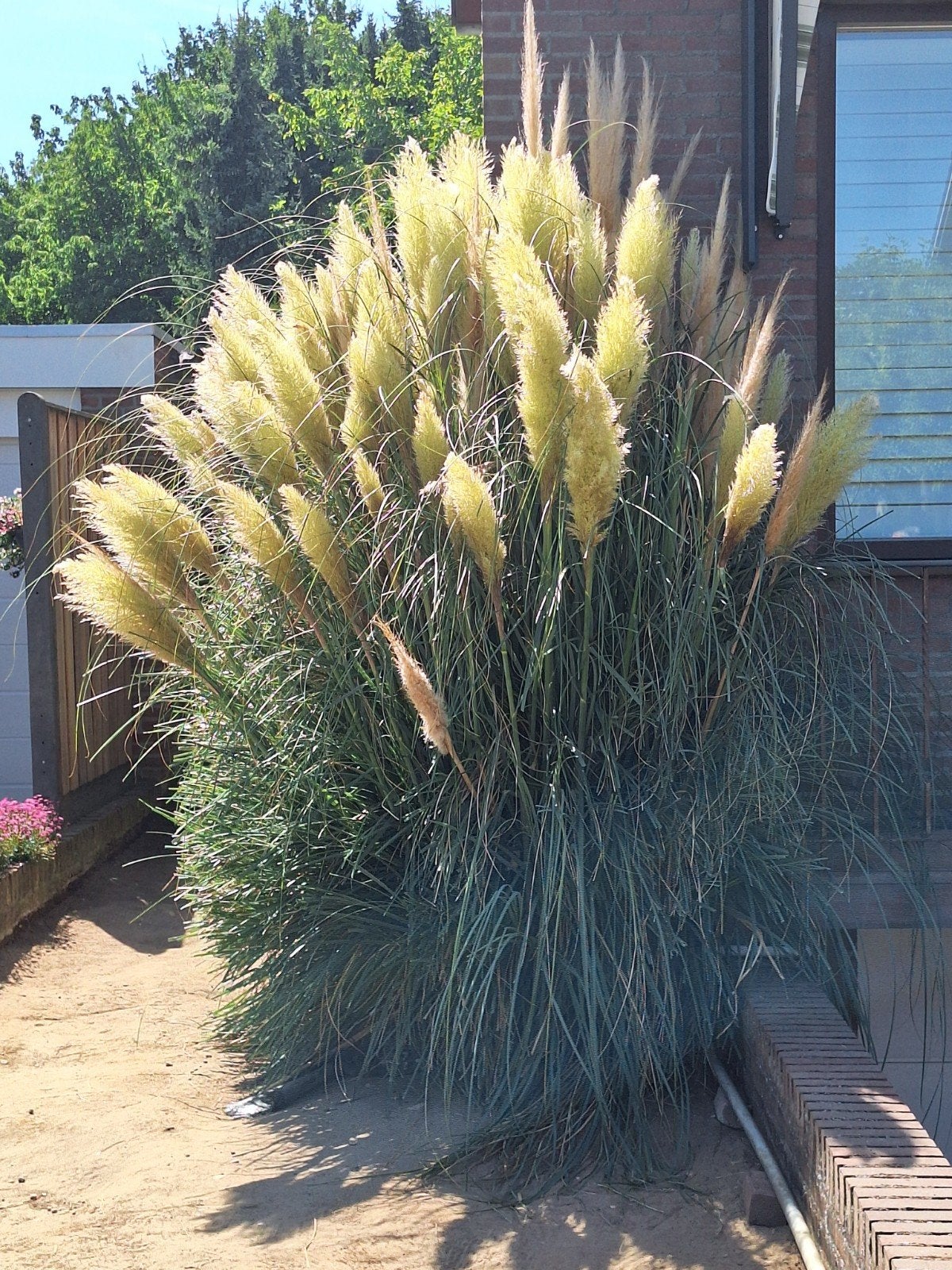 pampas/gras/pluimen/bloemen/planten/decoratie /vaas, Ophalen, Volle zon, Overige soorten, Minder dan 100 cm