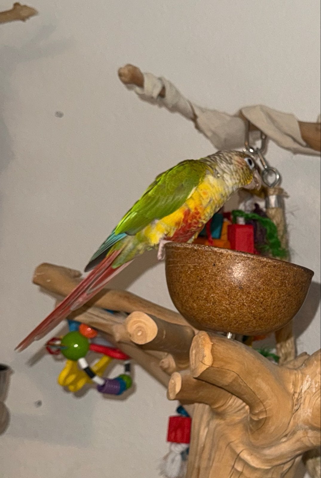 Pyhurra pop pyrhurrays vogel met kooi, Dieren en Toebehoren