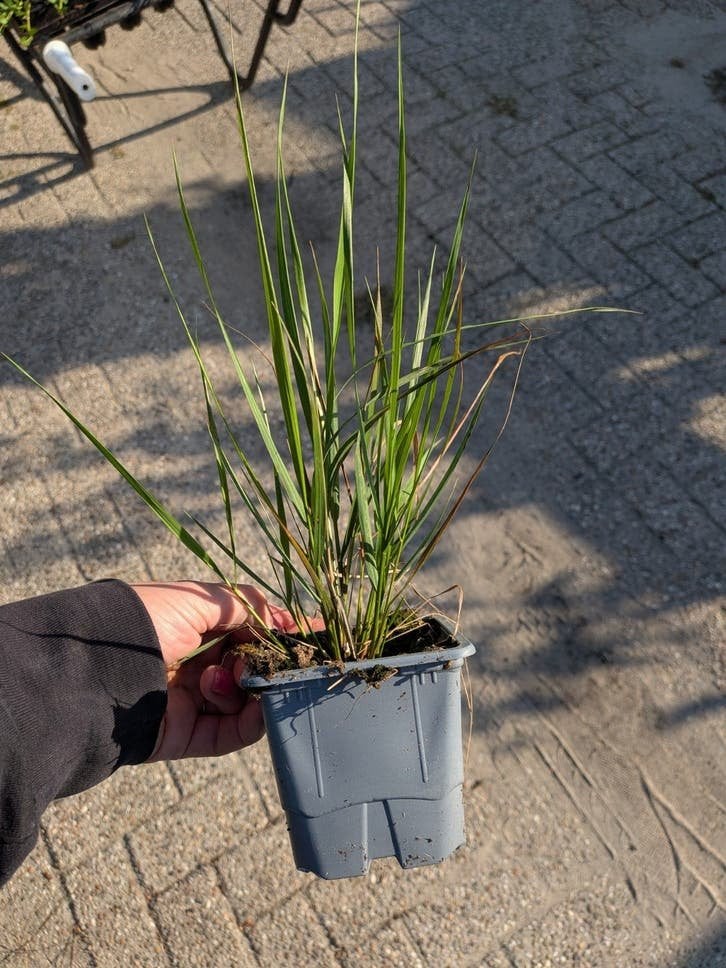 Karl Foerster Struisriet - Siergras voor Tuin en Terras, Ophalen, Volle zon, Vaste plant, Siergrassen