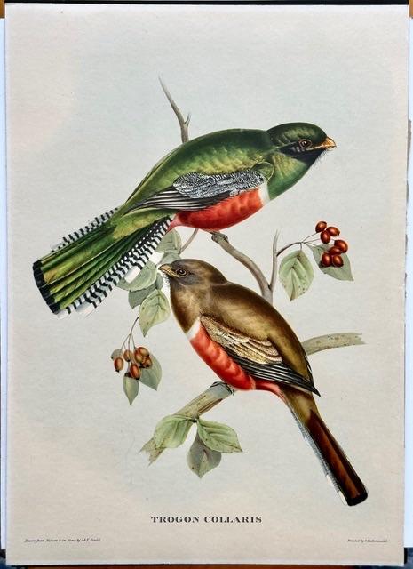 Prent twee gekraagde Trogon vogels naar Gould, 1960 tot 1980, Gebruikt, Ophalen of Verzenden, Dier