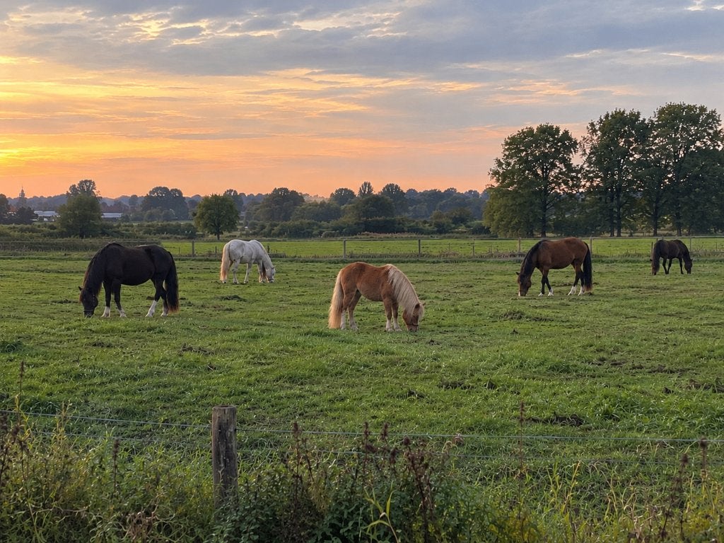 Verzorger/bijrijder gezocht voor jonge pony, Dieren en Toebehoren