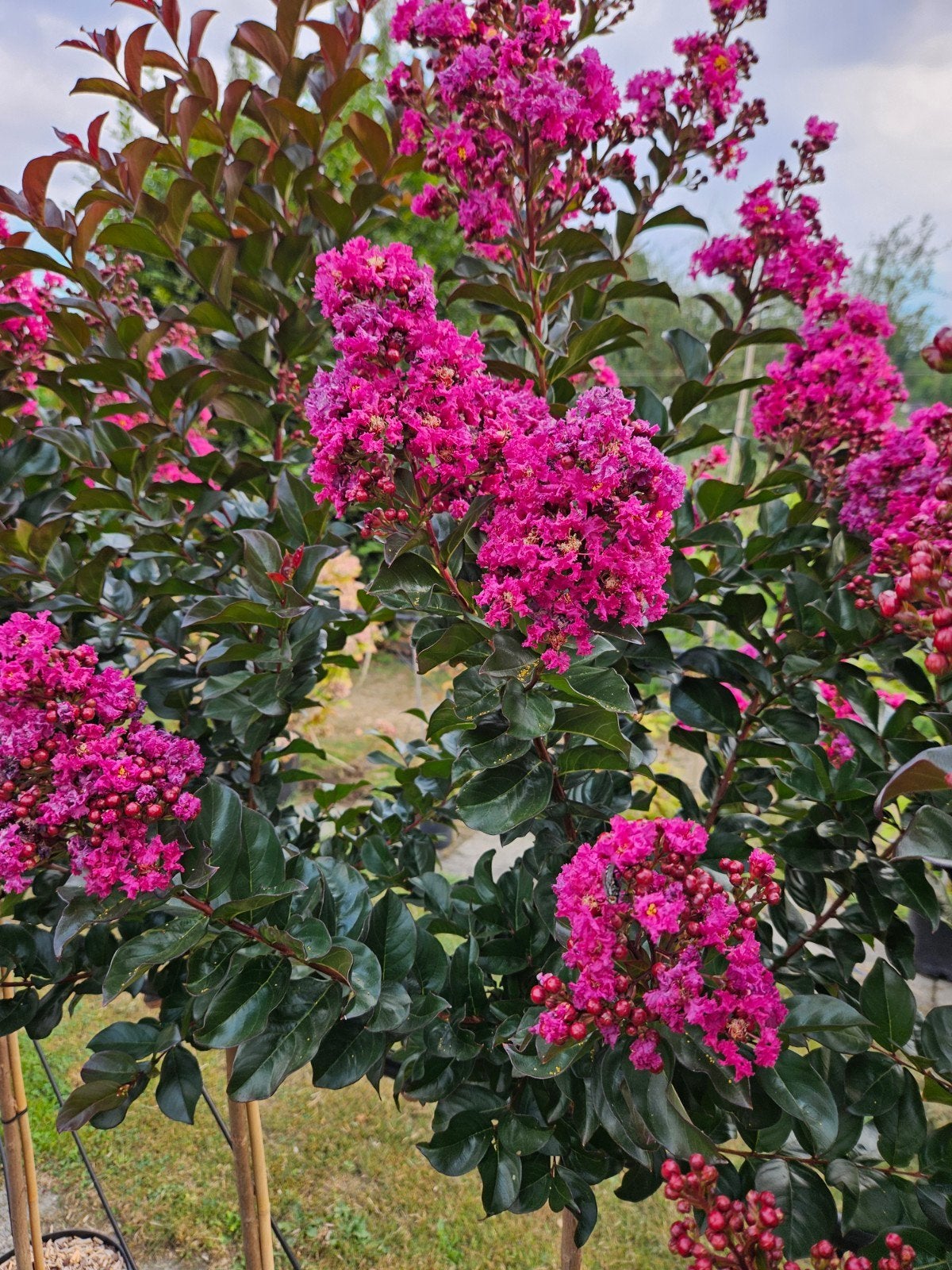 Lagerstroemia Plum Magic / nieuw ‼️‼️, Tuin en Terras, Planten | Bomen, 250 tot 400 cm, Zomer, Ophalen, Volle zon