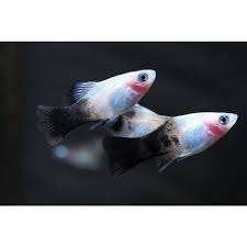 Panda Platy – Xiphophorus maculatus – Koidream Valburg, Vis, Zoetwatervis
