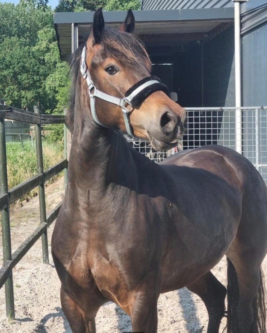 Ontzettend lieve Welsh cob (kinder) pony te koop, Merrie, B, 3 tot 6 jaar, Met stamboom