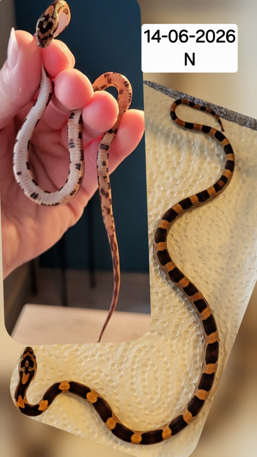 Jonge rattenslangen/korenslangen Corn Snake photo 9