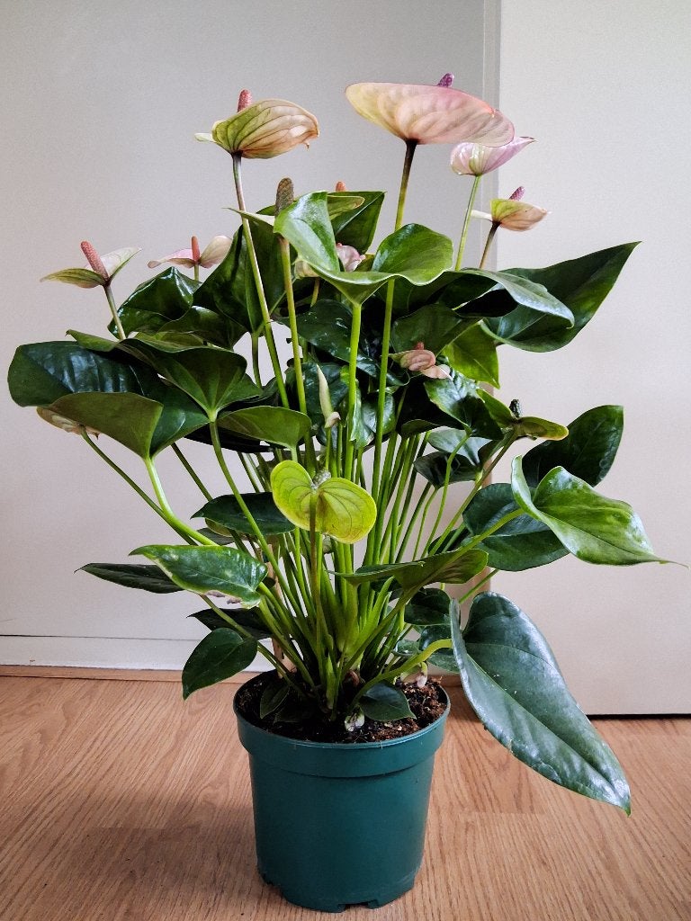 Anthurium Andreanum (15+ bloemen!) - Flamingoplant H: 55 cm., Ophalen, Overige soorten, Halfschaduw, Minder dan 100 cm