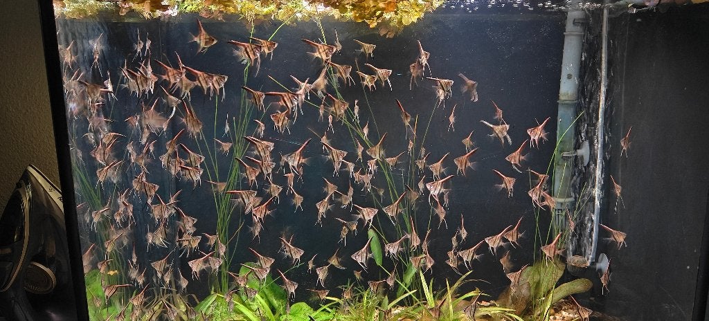 Pterophyllum scalare / maanvis  manacapuru red back jongen, Vis, Zoetwatervis, Schoolvis