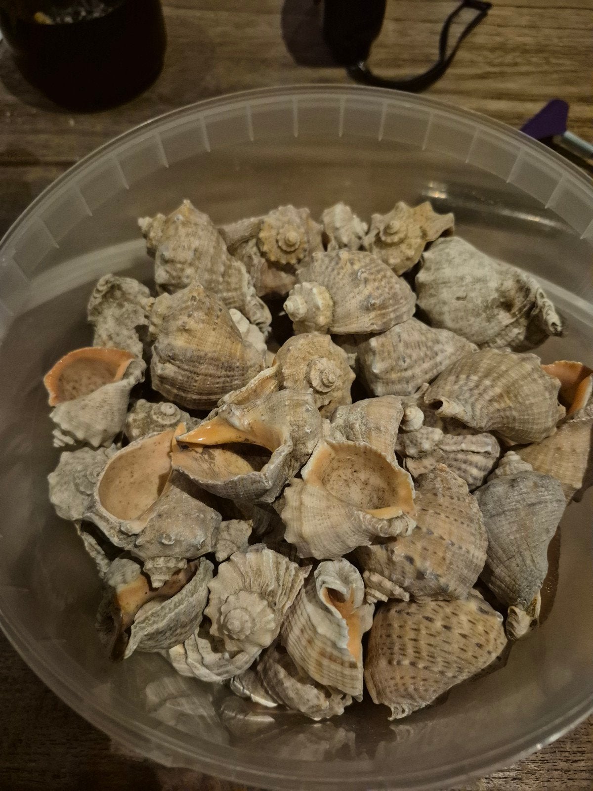 veel slakkenhuisjes, Dieren en Toebehoren, Ophalen