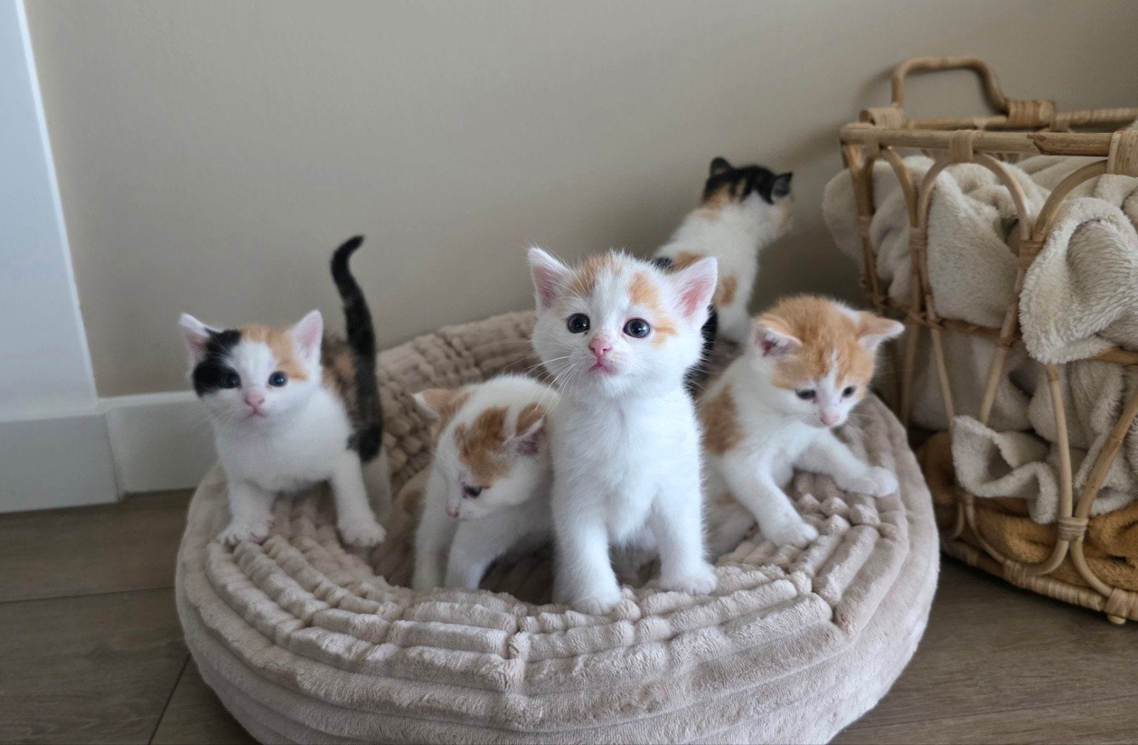 nestje kittens, Poes