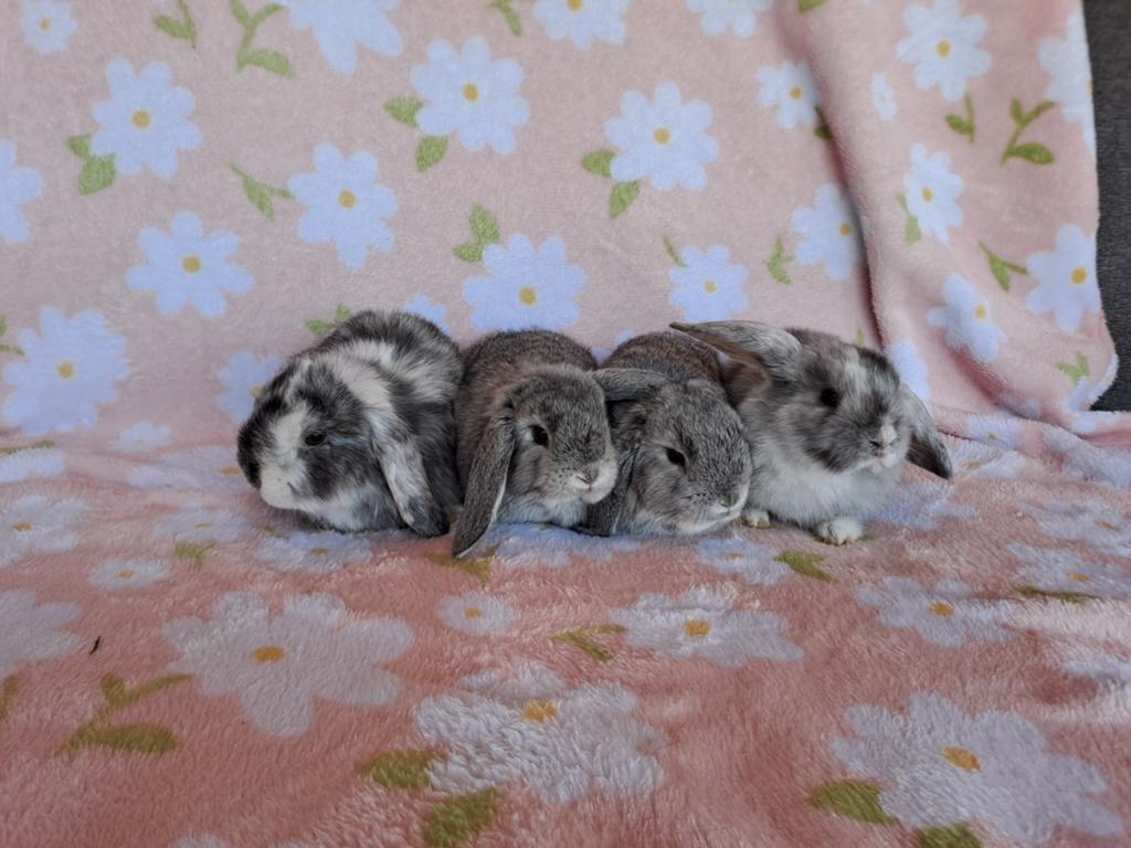 4 prachtige hangoor konijntjes, Dieren en Toebehoren, Konijnen, Meerdere dieren, Klein, Hangoor, 0 tot 2 jaar
