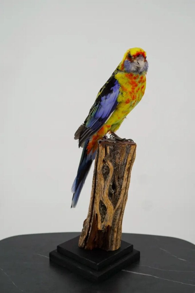 Kleurrijke rosella op sokkel, Ophalen of Verzenden, Nieuw, Vogel, Opgezet dier