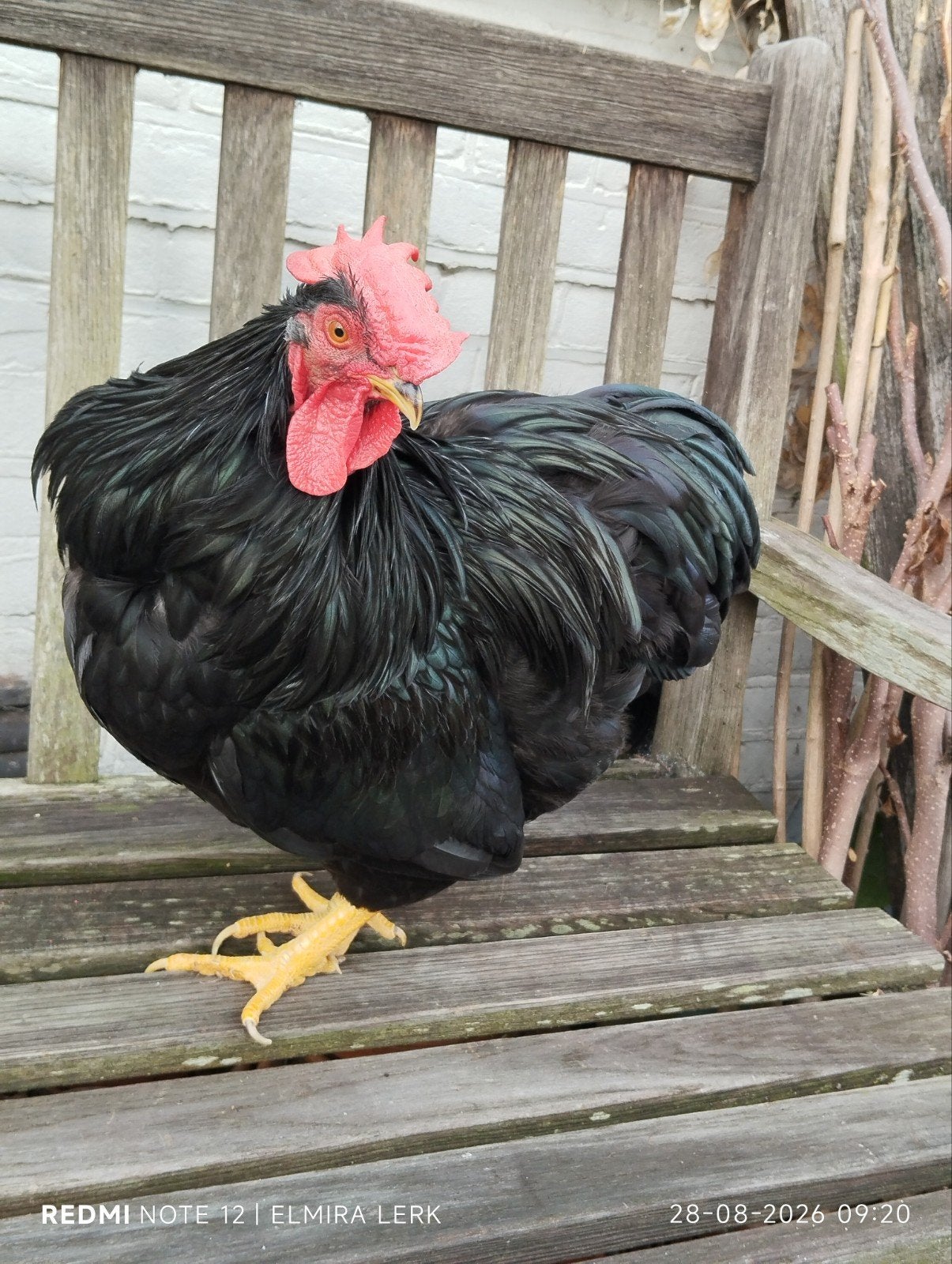 2 Zwarte Plymouth Rock kriel hanen, Dieren en Toebehoren, Mannelijk, Kip
