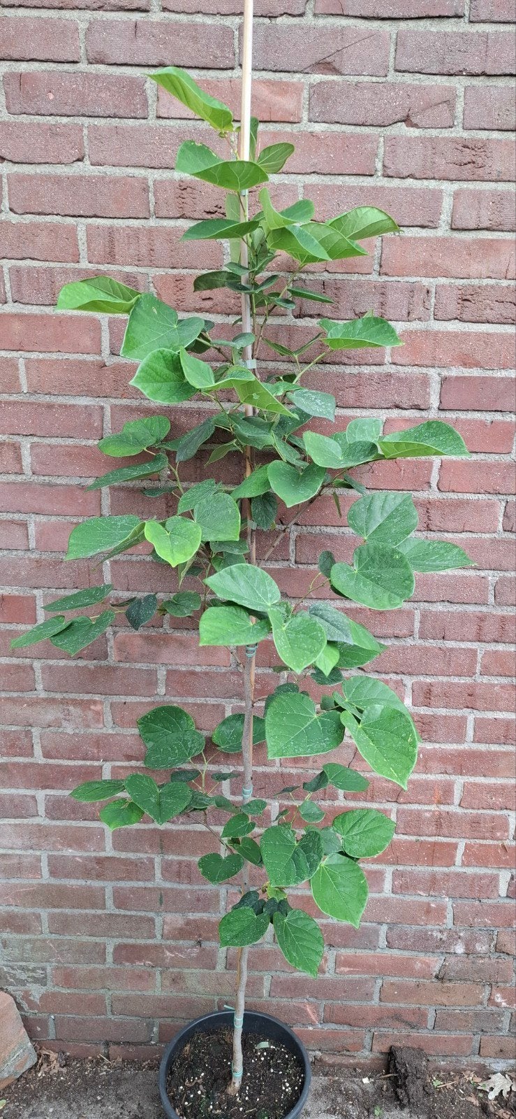 Cercis avondale, Tuin en Terras, Ophalen