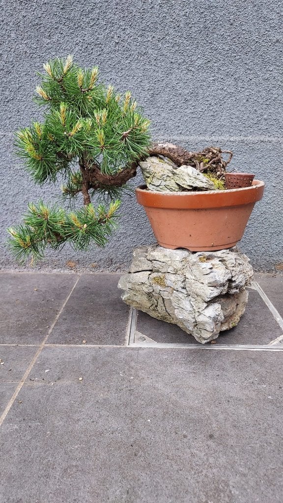 Mugo den bonsai, Tuin en Terras, Planten | Bomen, Bloeit niet, Minder dan 100 cm, Volle zon, In pot