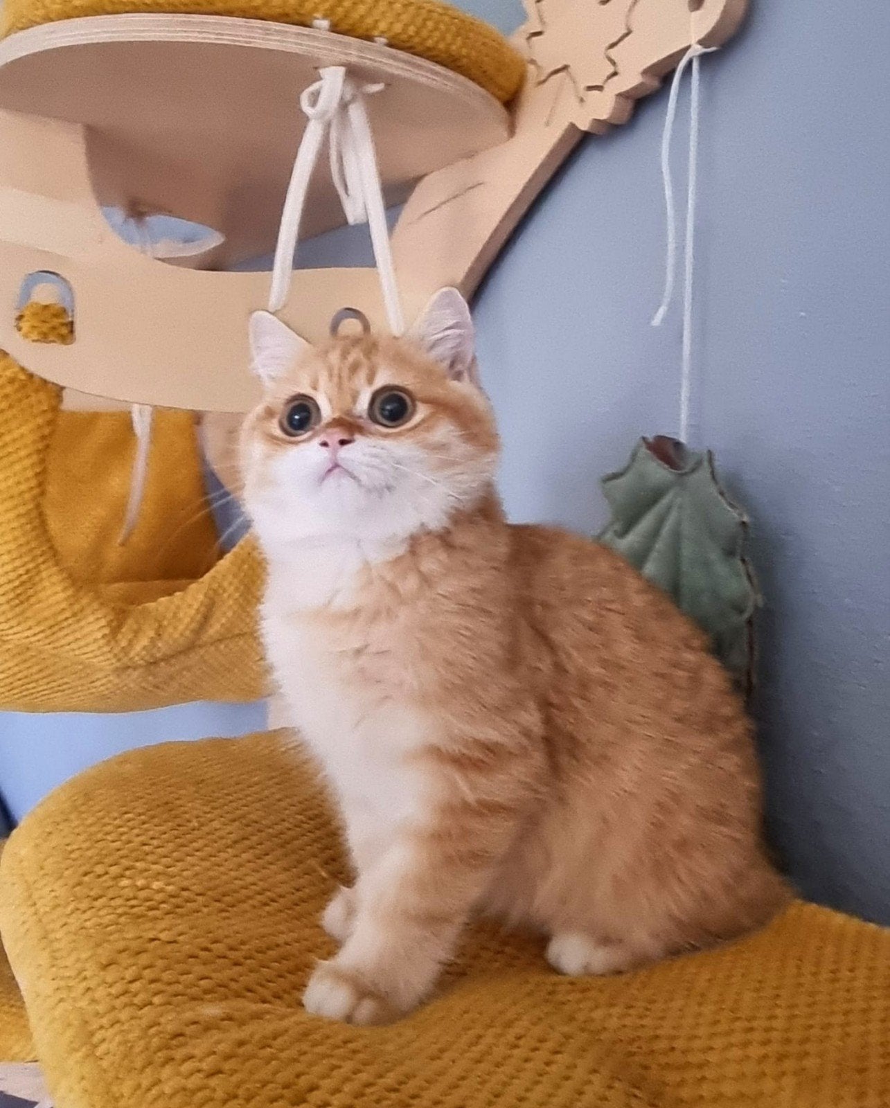 Brits/Britse korthaar meisje en jongens met stamboom, Poes, Met stamboom