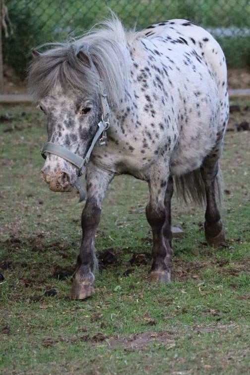 Mooie 11 jarige appaloosa & 4 jarige grullo, Dieren en Toebehoren, Pony's, Merrie, Niet van toepassing, A pony (tot 1.17m), Gechipt