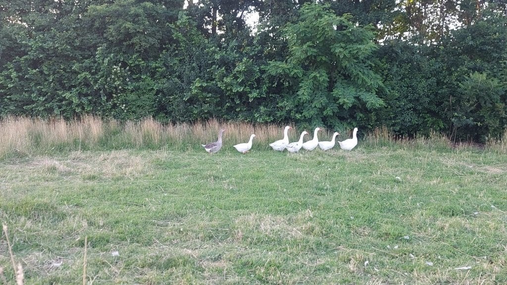 mooie ganzen te koop, Dieren en Toebehoren, Pluimvee, Meerdere dieren, Gans of Zwaan