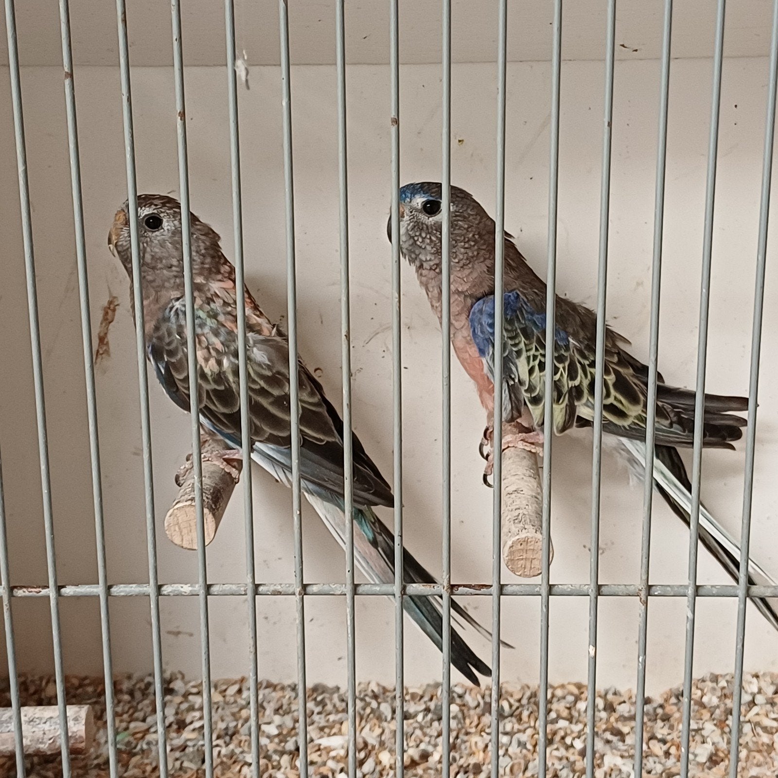 Mooi koppel Bourke met blauw- en gezoomdfactor, Dieren en Toebehoren, Vogels | Overige Vogels, Meerdere dieren