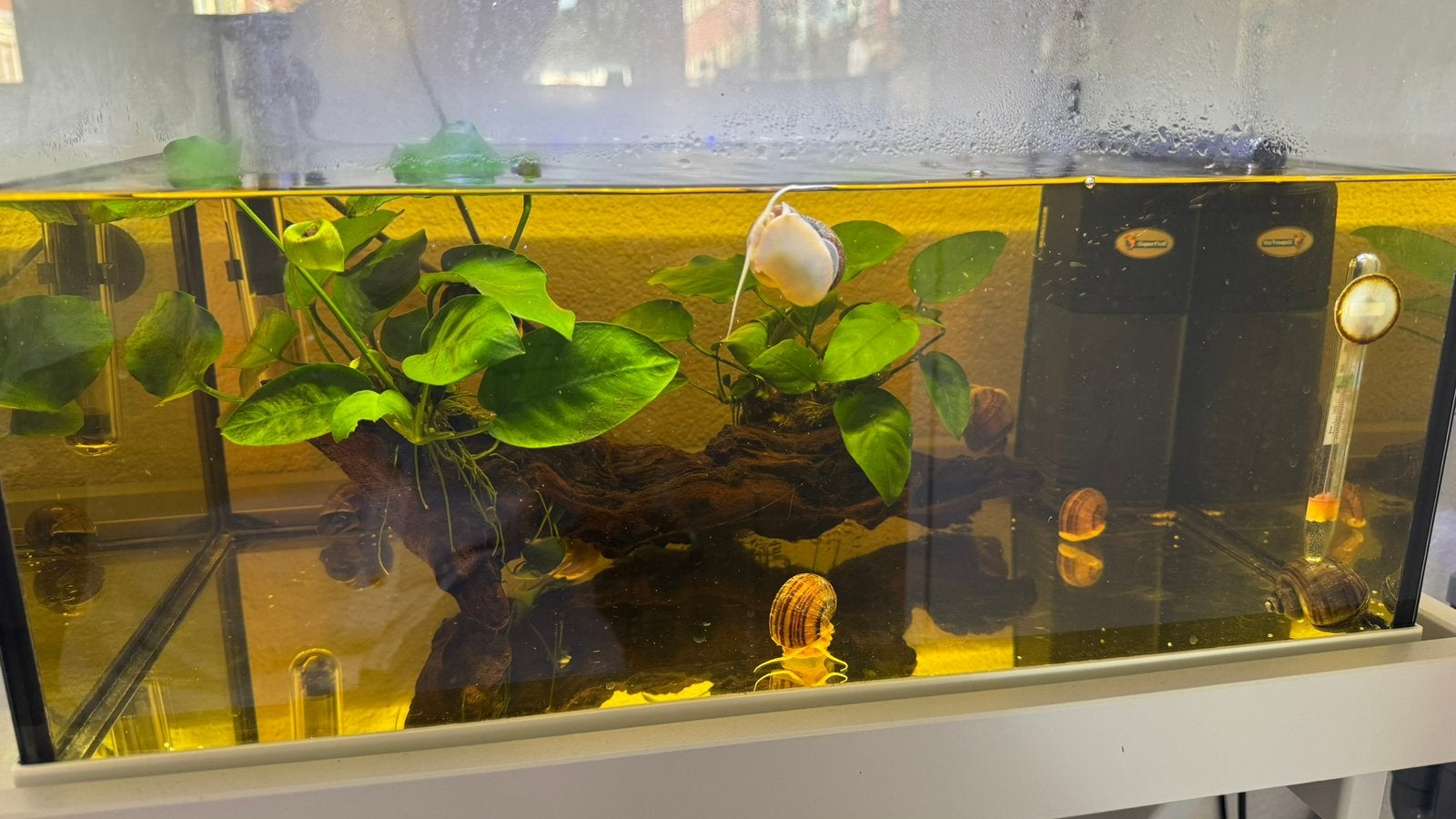 Klein aquarium, Ophalen, Verwarming, Zo goed als nieuw, Verlichting of Verwarming