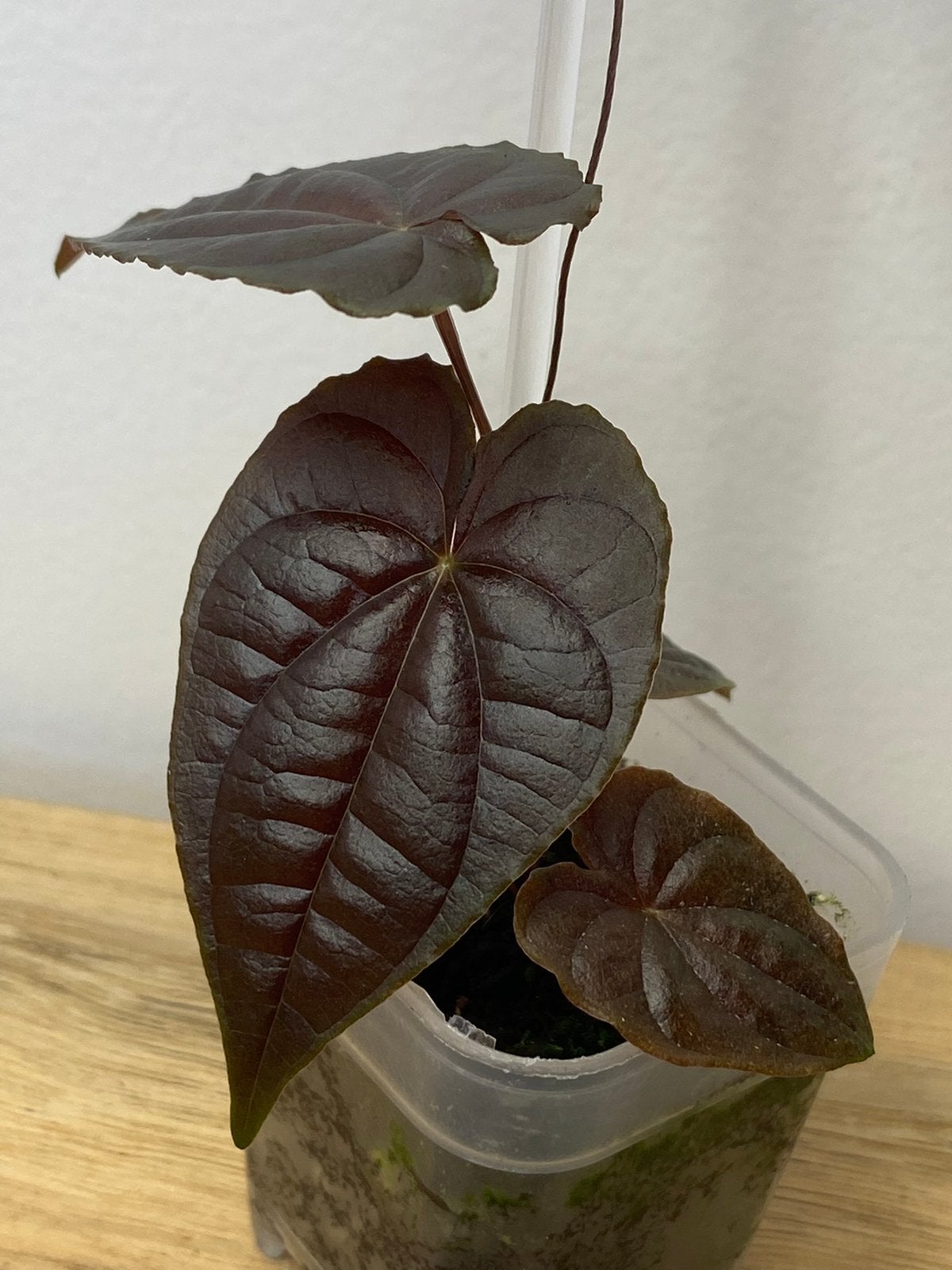 Dioscorea sp Black - Meerdere Stuks Beschikbaar, Huis en Inrichting, Kamerplanten, Ophalen of Verzenden, Halfschaduw, Minder dan 100 cm