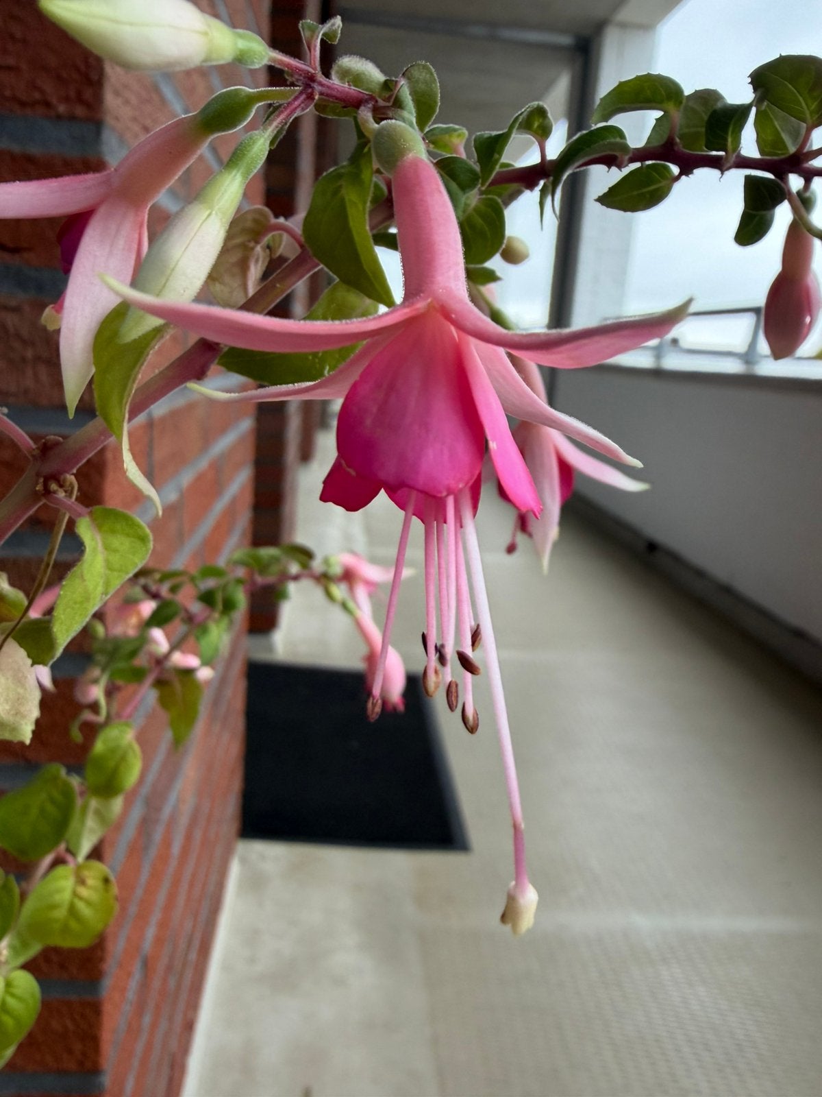 Prachtige roze Fuchsia , bellenplamt, serreplant, Ophalen, Overige soorten, Volle zon