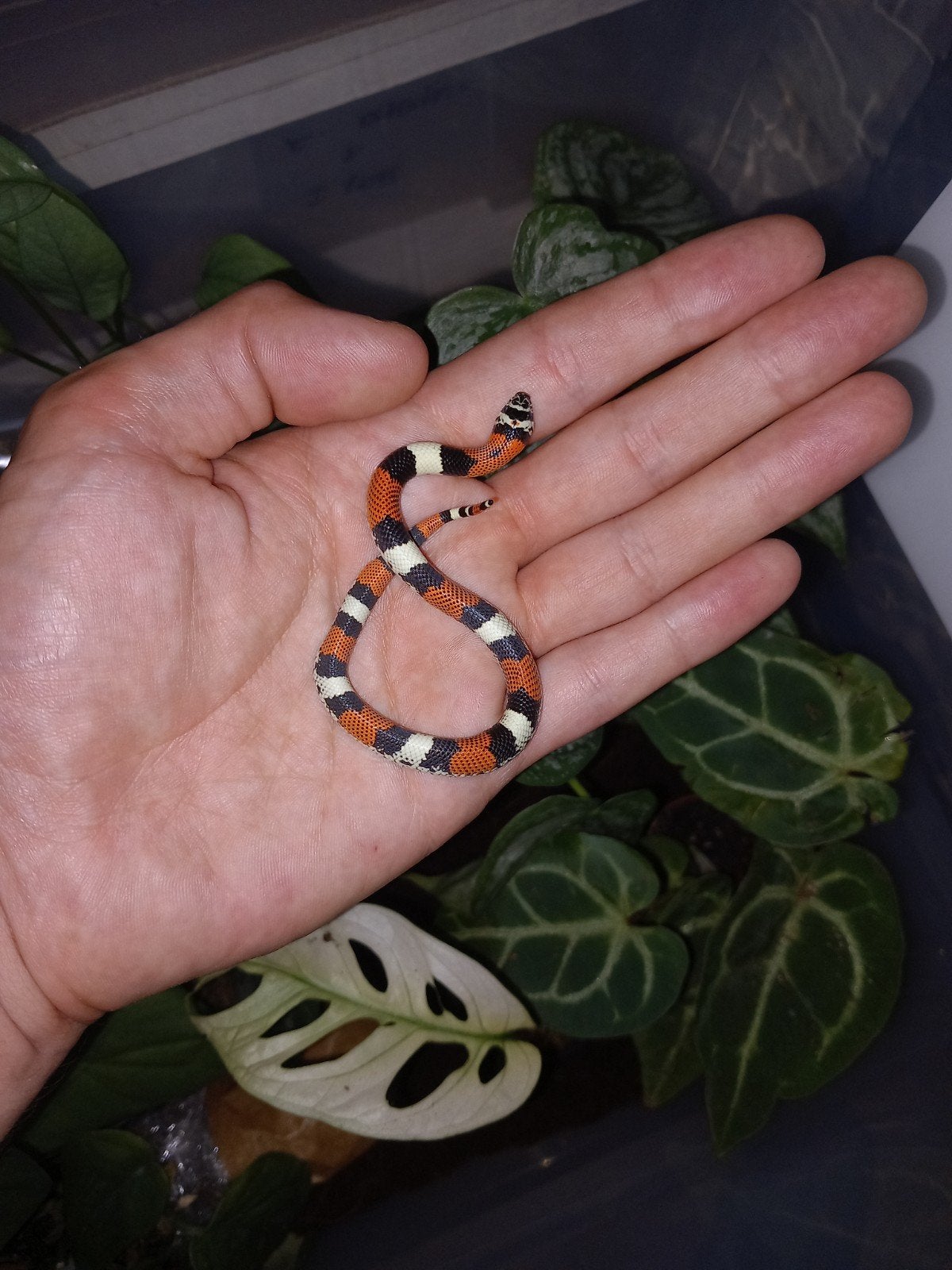 Xenodon pulcher - driekleurige haakneus - tricolor hognose