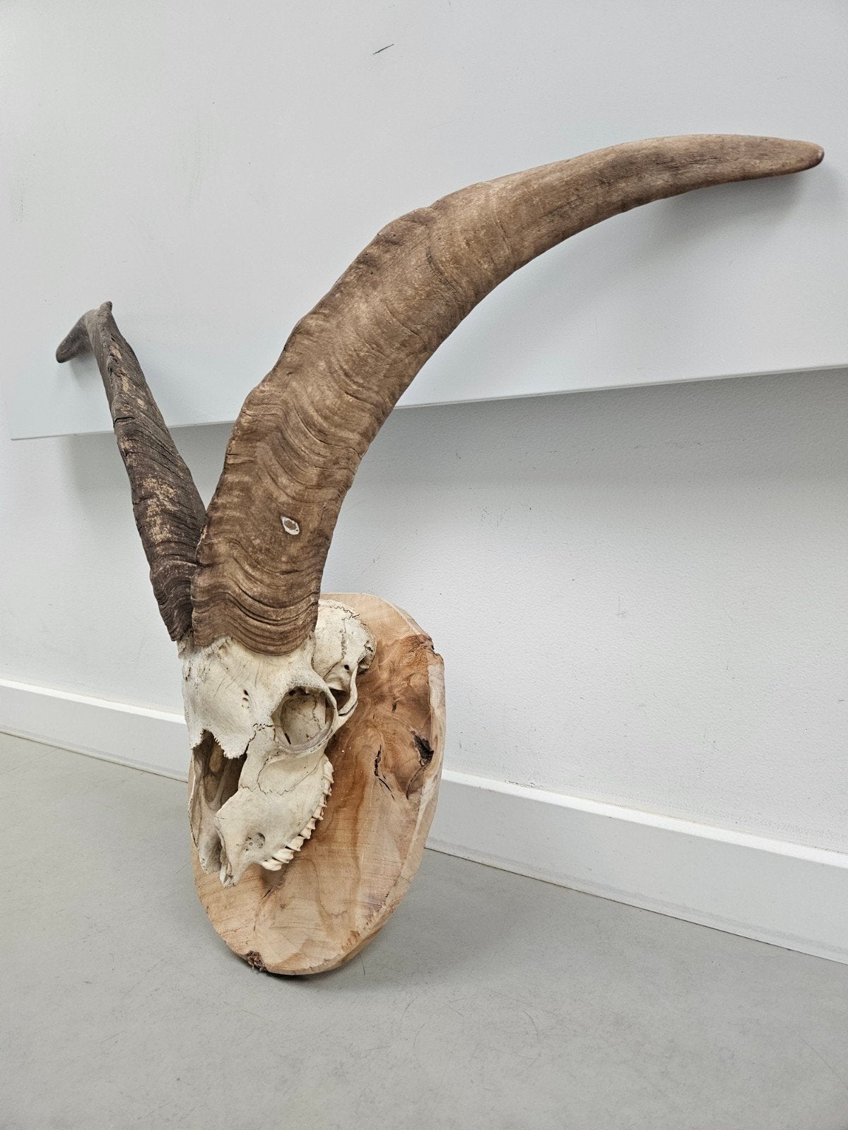 Geitenschedel met Grote Hoorns op Houten Schijf 50 cm hoorns, Ophalen of Verzenden, Nieuw, Schedel