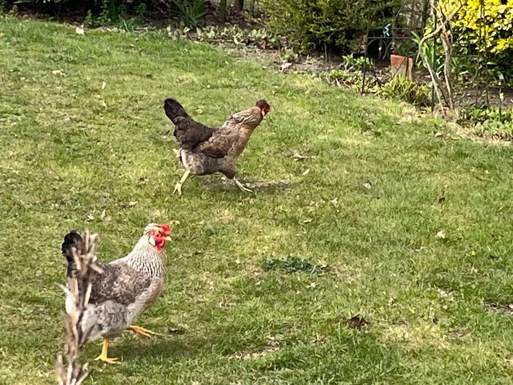 Jonge Cream legbar hennen, Dieren en Toebehoren, Pluimvee, Vrouwelijk, Kip