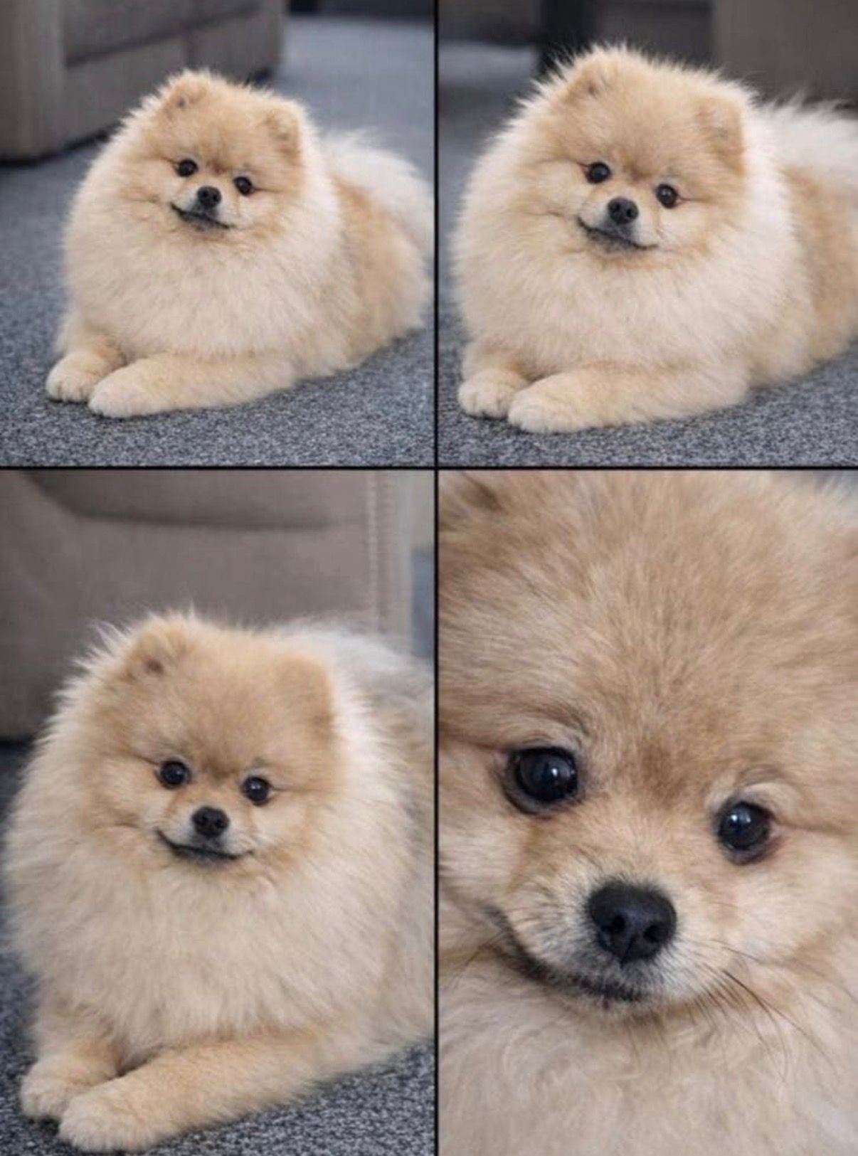 Prachtige pommeriaan pups, Keeshond, 8 tot 15 weken, Teef, Parvo