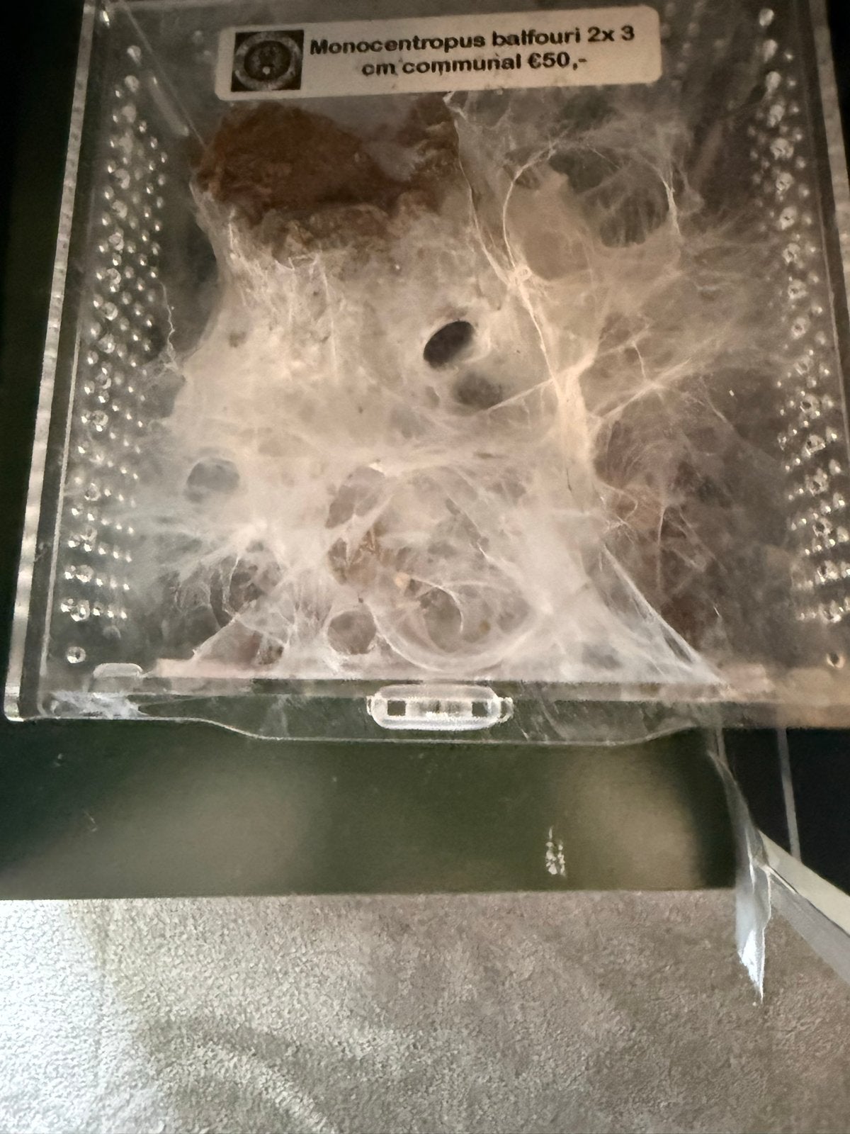 Monocentropus balfouri, Dieren en Toebehoren