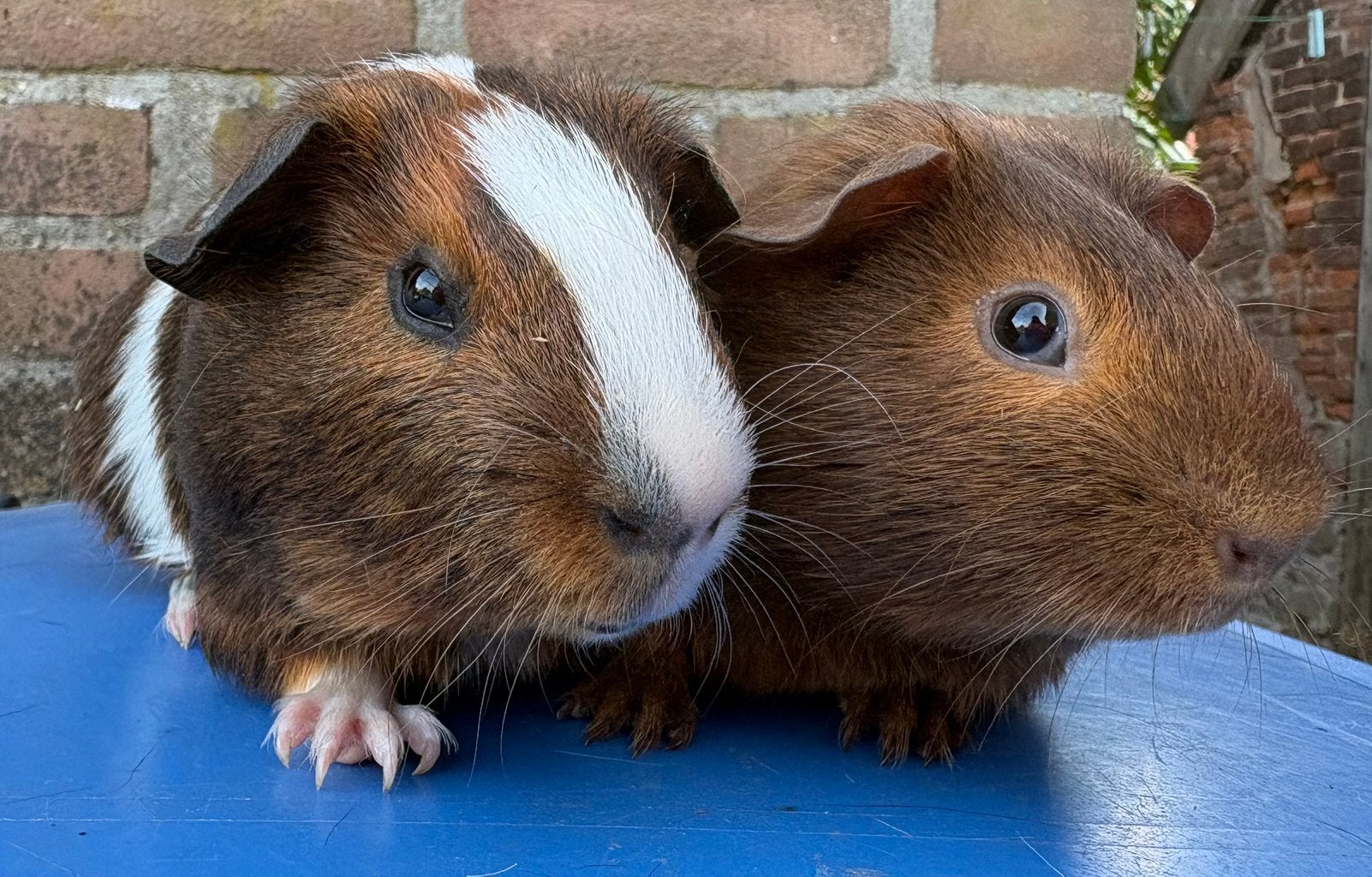 Duo beren koppel, Mei, Meerdere dieren, Cavia