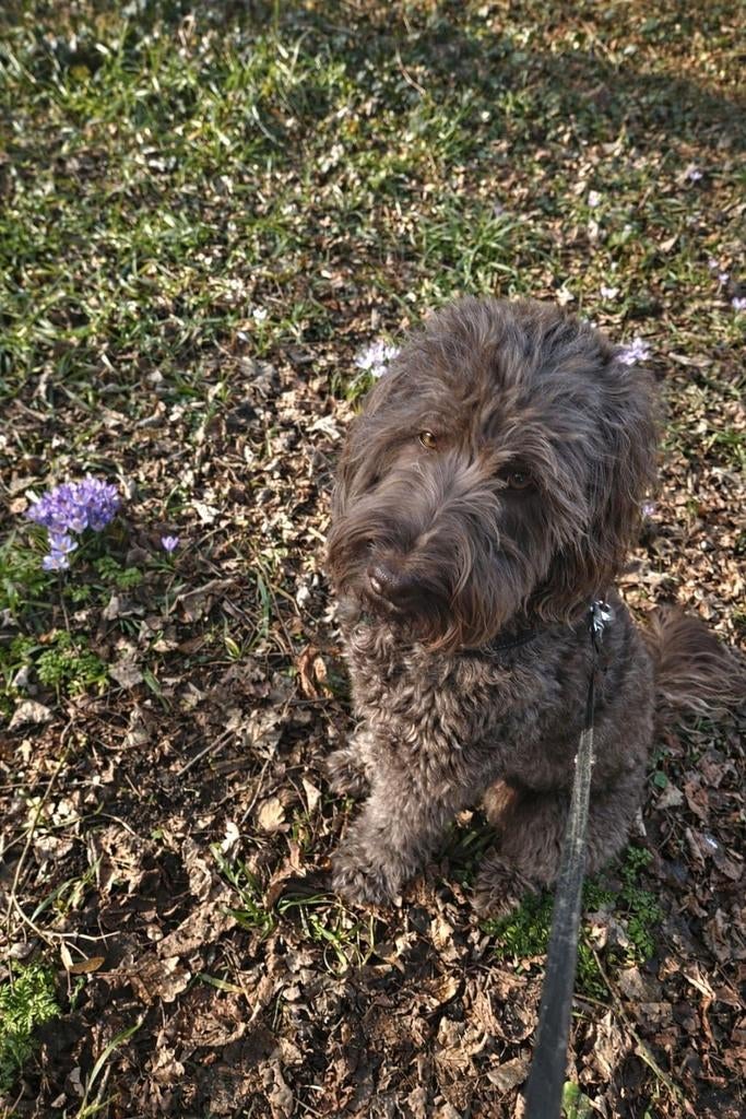 Labradoodle pups! Reuen zoeken gouden mand, Overige rassen, Meerdere, Meerdere dieren, Nederland