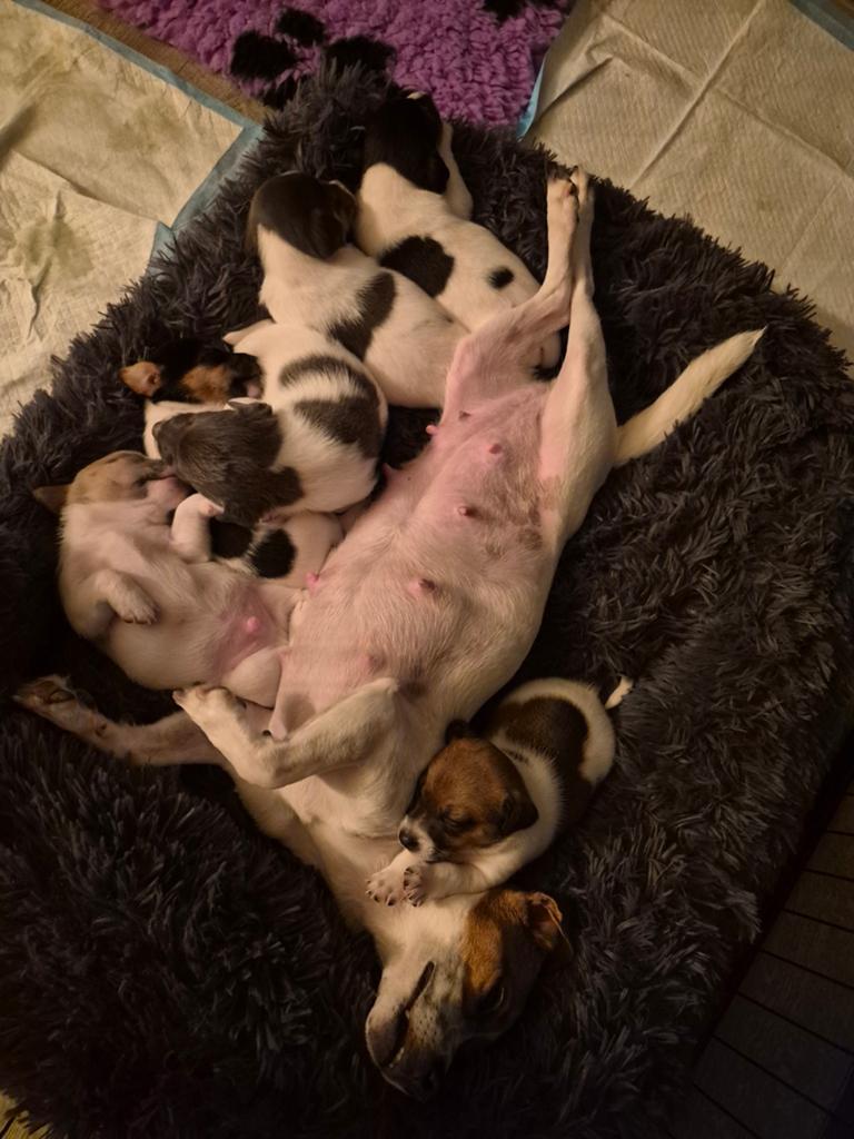 Jack russel pups, Particulier, Jack Russell Terriër, Reu, 8 tot 15 weken