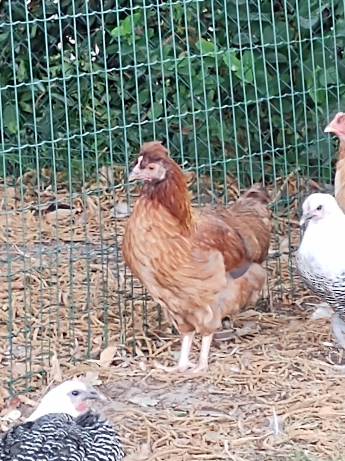 3 Jonge hennentjes, Vrouwelijk, Kip