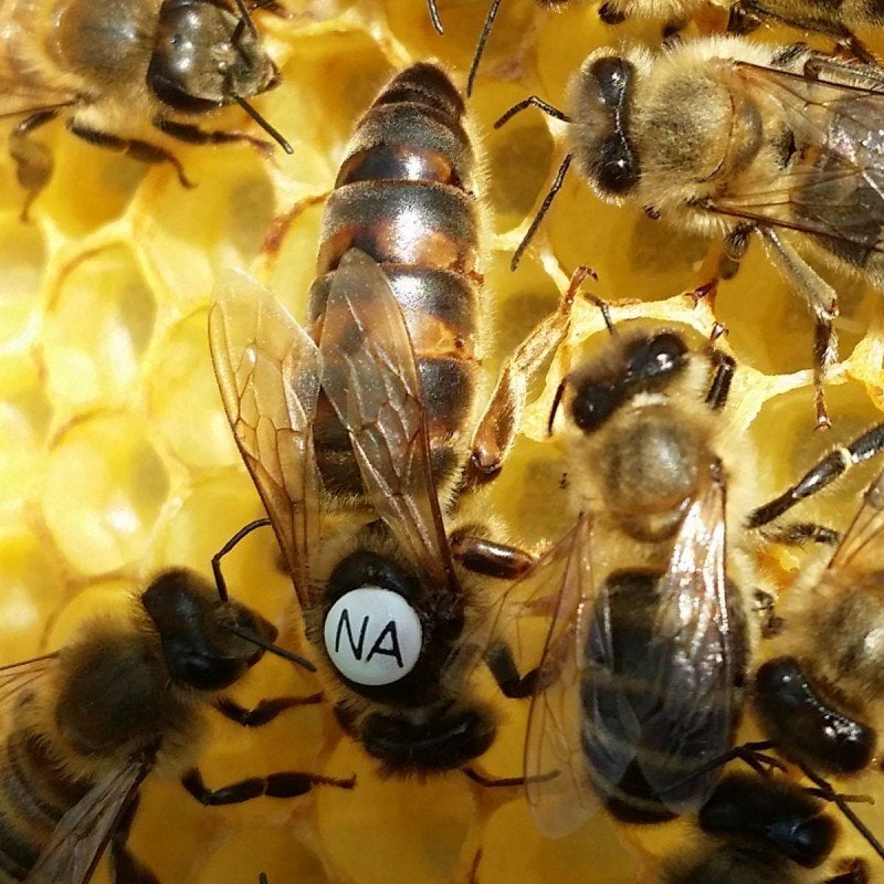 P moer Carnica koningin (Troiseck x Sklenar) kunstmatig gein, Dieren en Toebehoren, Insecten en Spinnen, Bijen