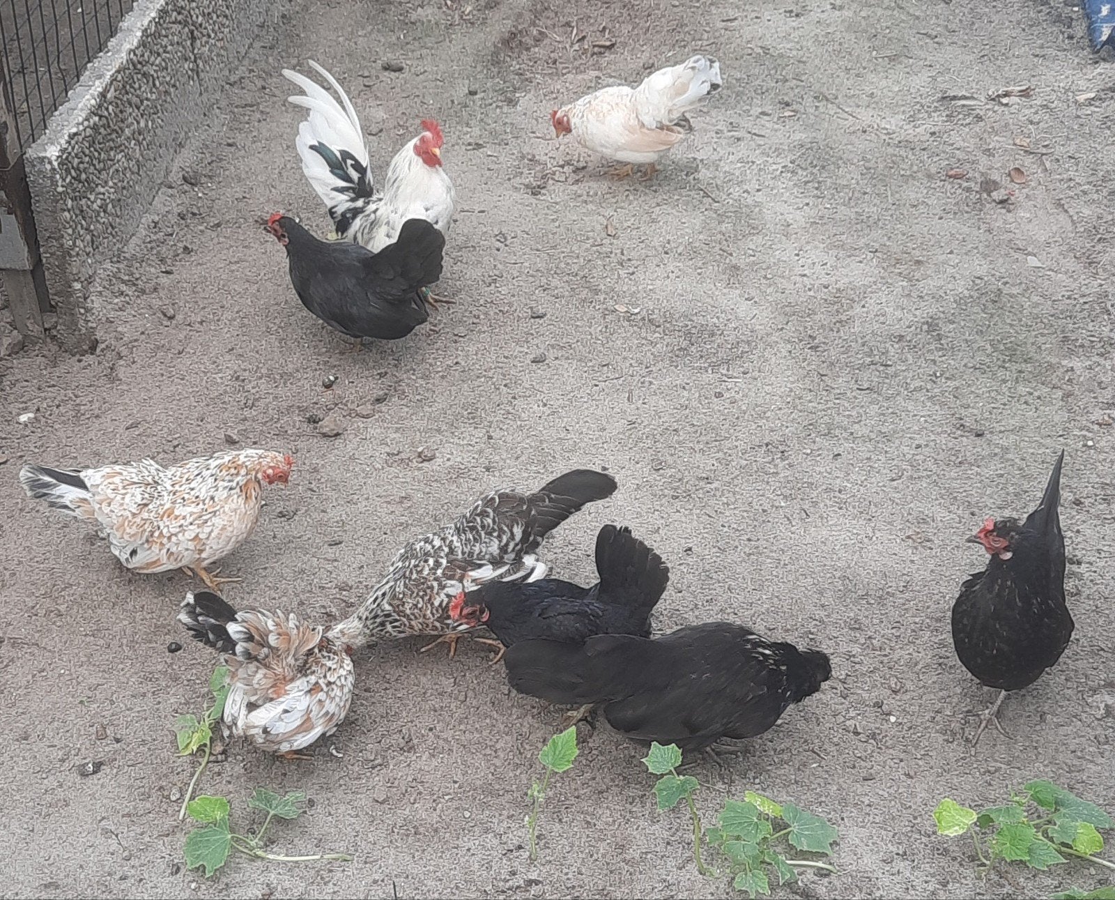 Kippen  serama, Dieren en Toebehoren, Pluimvee, Meerdere dieren, Kip