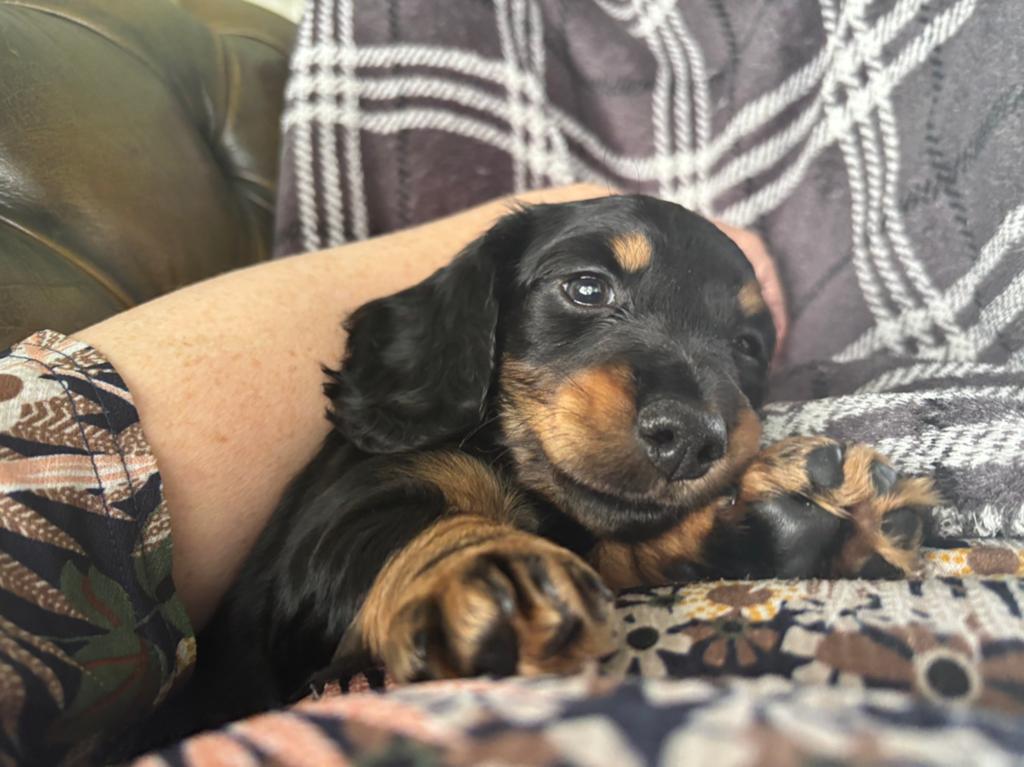 2 black and ten reutjes beschikbaar, Dieren en Toebehoren, Kaninchen, Parvo, Reu, 8 tot 15 weken