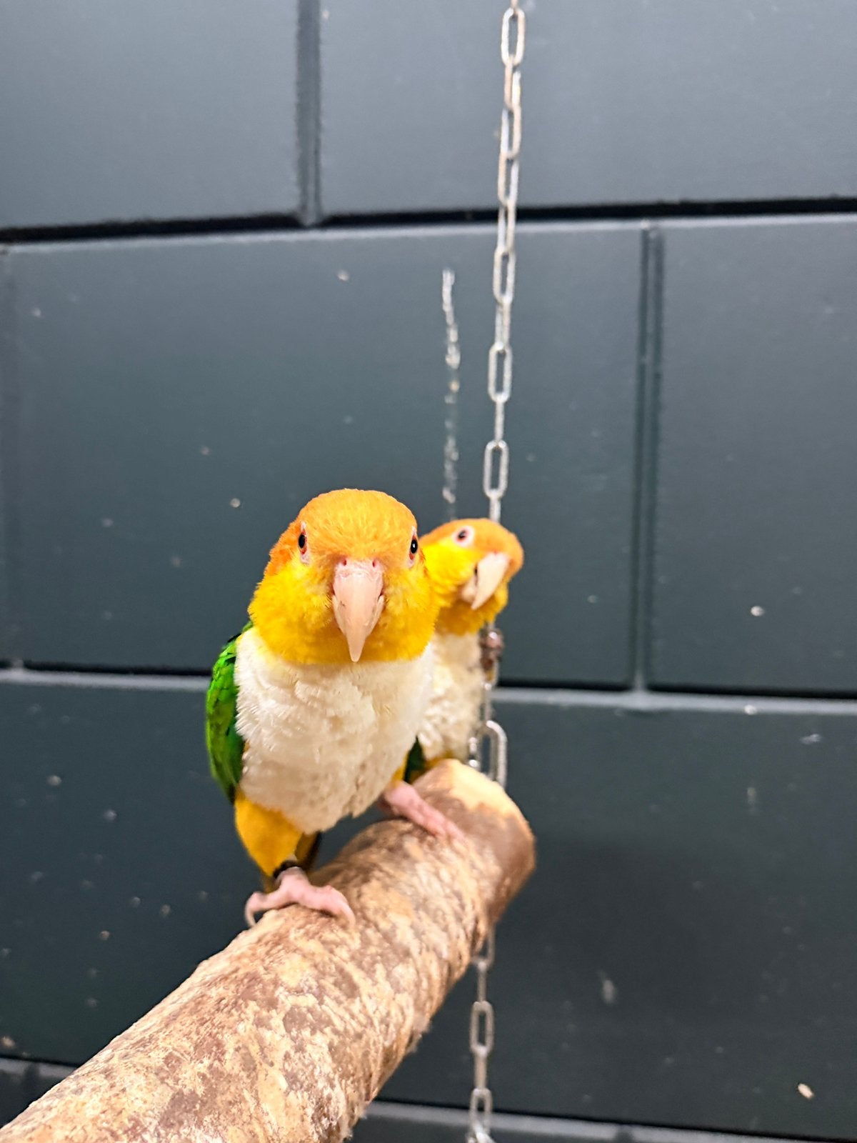 Broedkoppel roestkop geeldij caiques, Meerdere dieren, Dwergpapegaai of Agapornis, Geringd