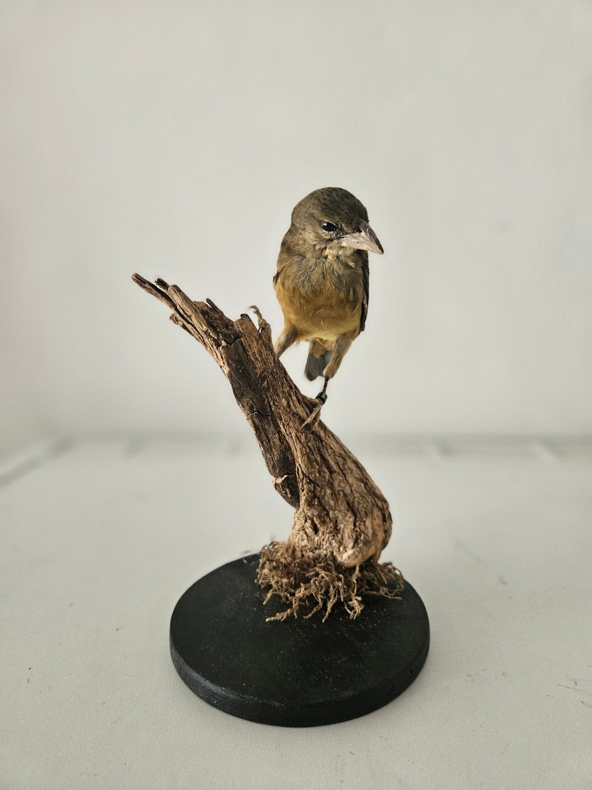 Taxidermie mooi opgezette vogel wunderkammer, Ophalen of Verzenden, Zo goed als nieuw, Vogel, Opgezet dier