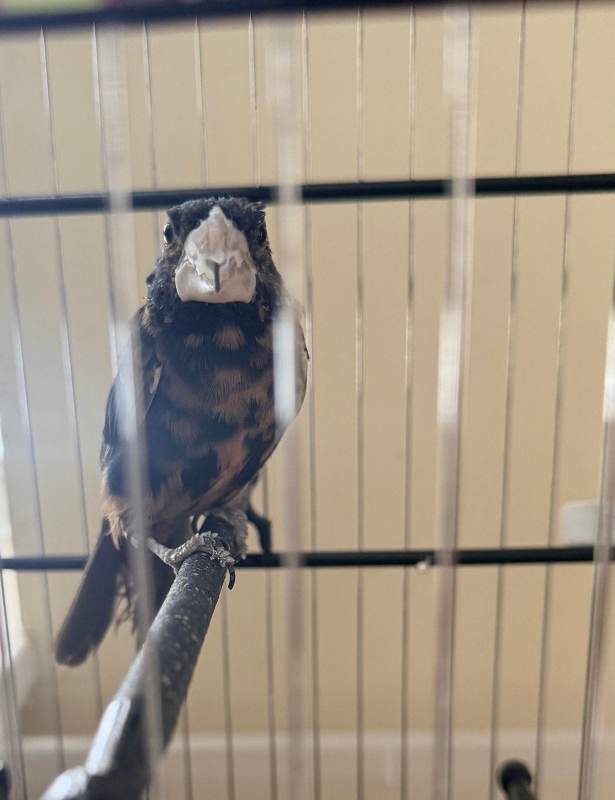 Twatwa 2025, Dieren en Toebehoren, Ophalen, Nieuw, Hout, Vogelkooi