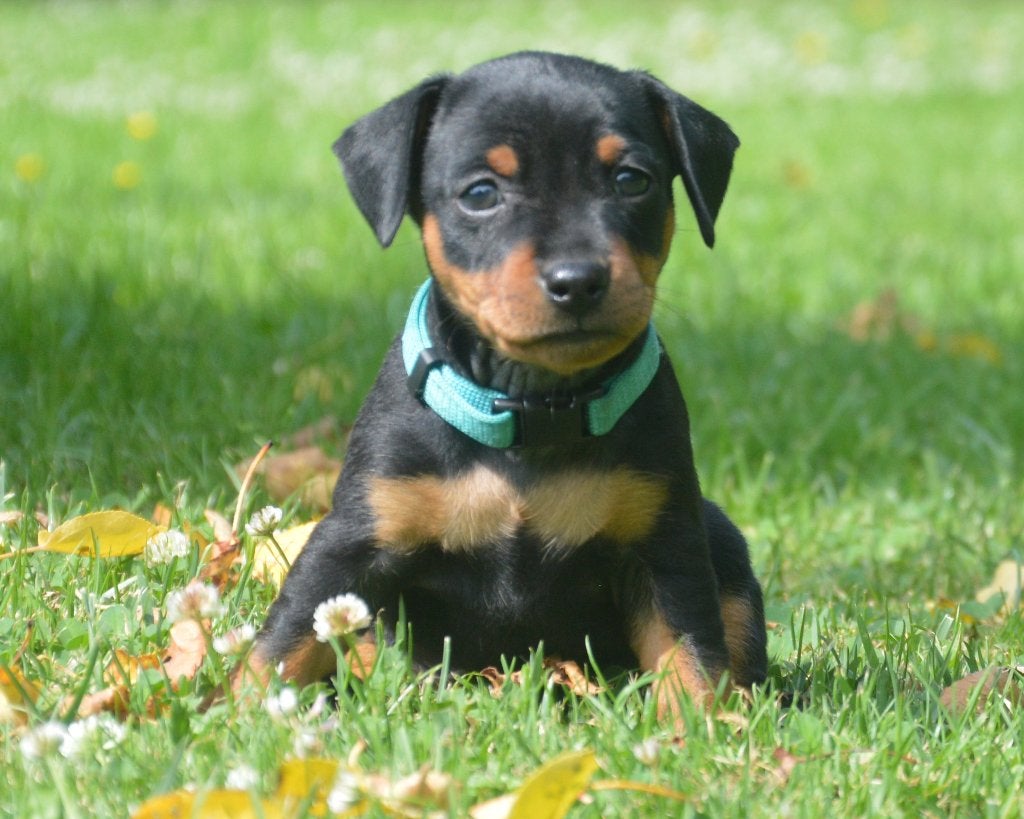 Dwergpinscher pups, Dieren en Toebehoren, Overige rassen, 8 tot 15 weken, Meerdere, Meerdere dieren