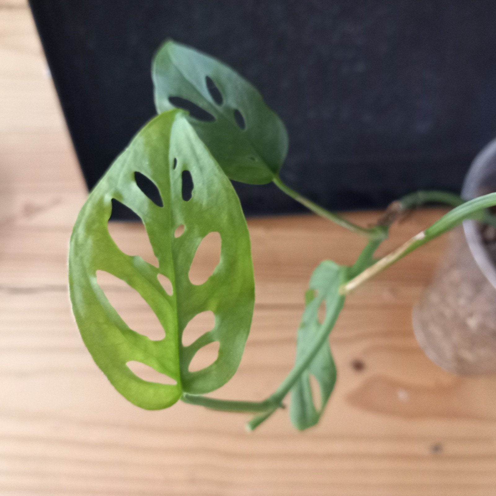 monstera acuminata stek nr 22, Ophalen of Verzenden, Halfschaduw, Minder dan 100 cm