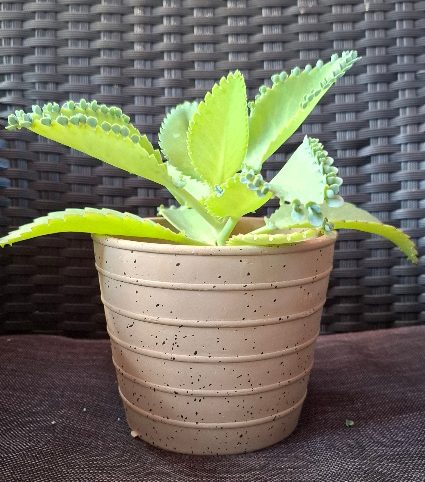 Mother-of-Thousands / Kalanchoe bijzondere planten, Huis en Inrichting, Groene kamerplant, Ophalen, Halfschaduw, Minder dan 100 cm