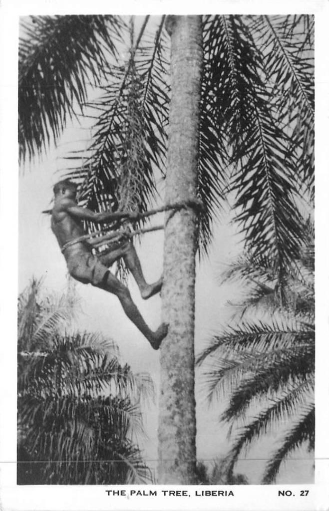 381-443-019 Liberia The Palm Tree, Verzenden, Voor 1920, Overig Europa