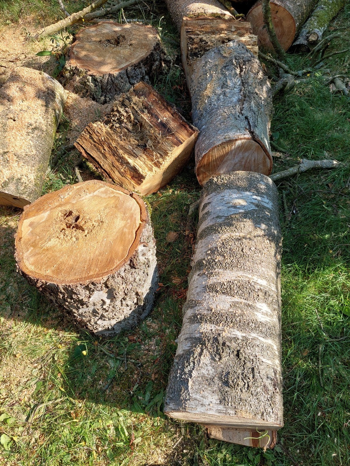 Verse berkenstammen voor brandhout of bewerking, 3 tot 6 m³, Ophalen, Berkenhout, Stammen