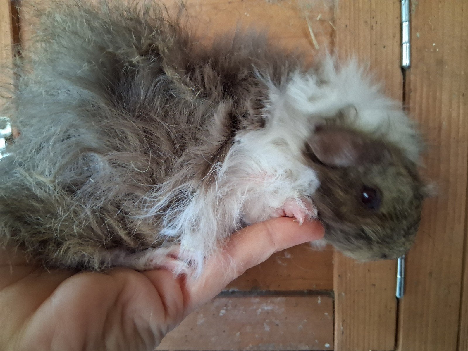 TK mooi lunkarya beertje, Dieren en Toebehoren, Cavia, Juni, Mannelijk, Tam
