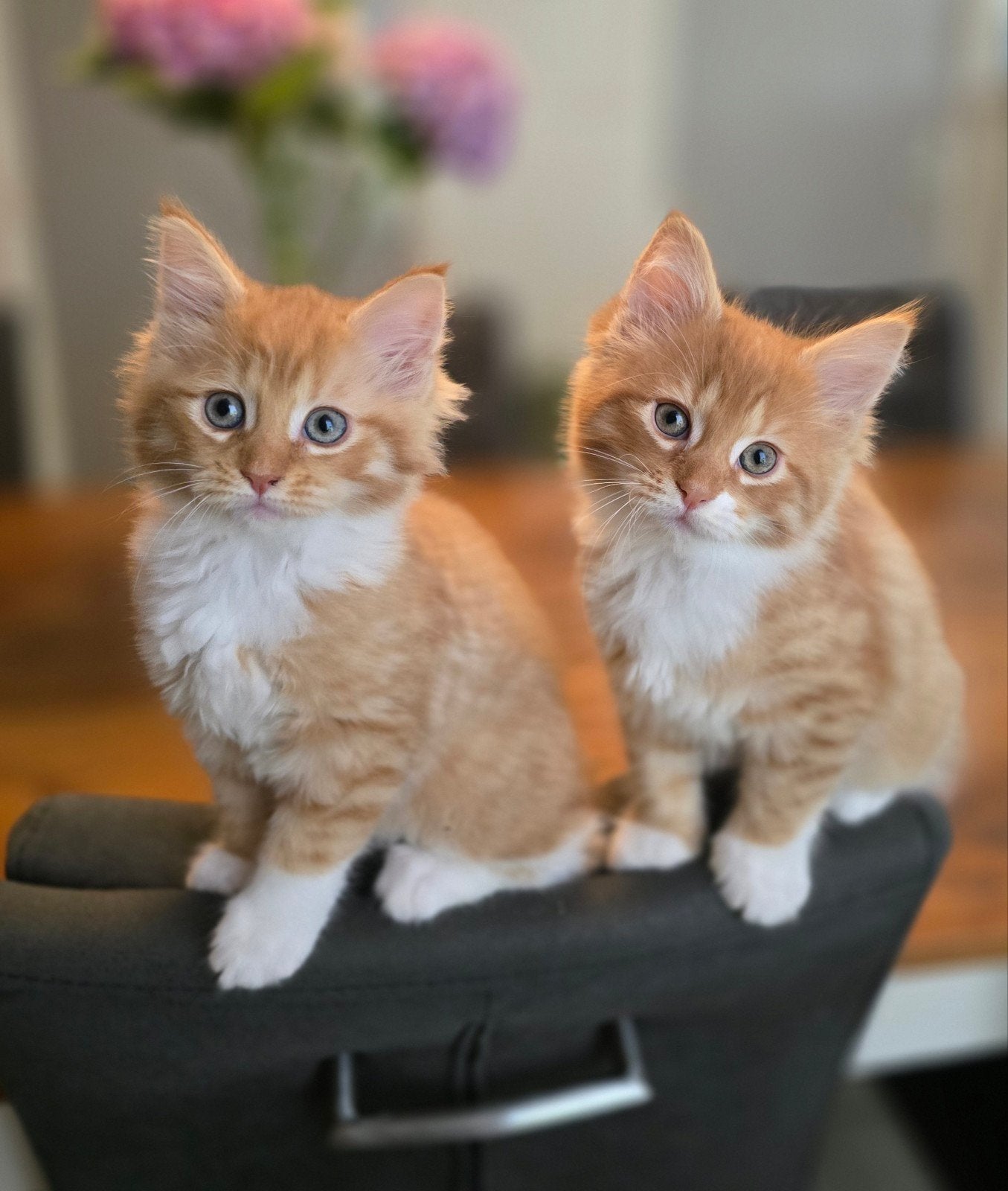 Volbloed Maine coon kittens mogen nu mee, Dieren en Toebehoren, Katten en Kittens | Raskatten | Langhaar, Meerdere dieren, Ontwormd