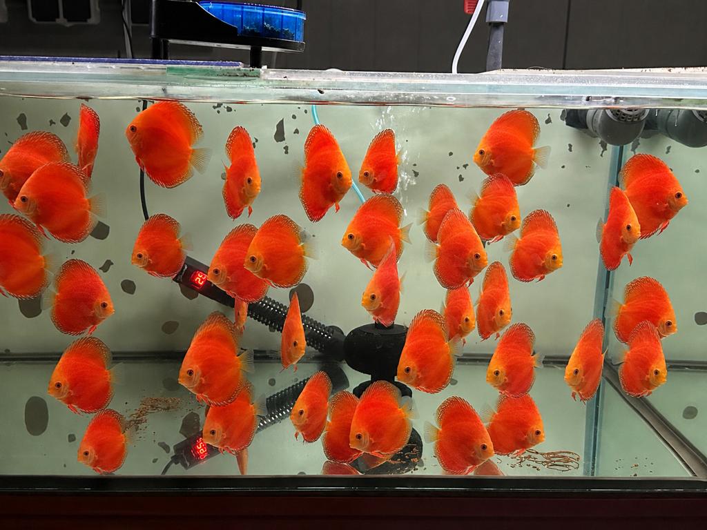 Discusvissen 6-14cm, Dieren en Toebehoren, Vis, Zoetwatervis, Schoolvis