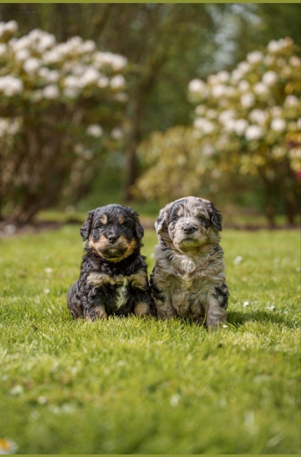Aankondiging Australian Bernedoodles puppy's wachtlijst open, Dieren en Toebehoren, Parvo, Meerdere, Meerdere dieren, Nederland