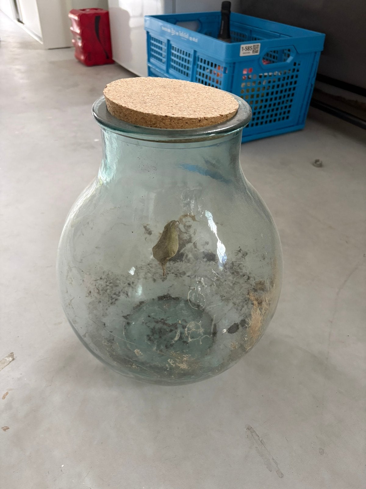 Glazen pot voor planten terrarium, Huis en Inrichting, Woonaccessoires | Stolpen, Ophalen, Zo goed als nieuw